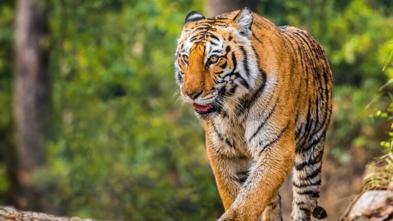 Delhi Nainital Corbett Mussoorie Tour Package