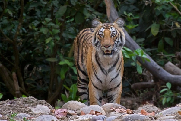 Jim Corbett, Utterakhand